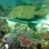 Picture taken during the dive