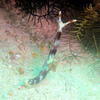 Picture taken during the dive