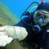 Picture taken during the dive