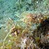 Picture taken during the dive