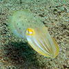 Picture taken during the dive
