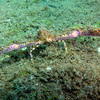 Picture taken during the dive