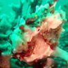 Picture taken during the dive