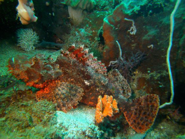 Southpoint Divers - Dive Center in États-Unis