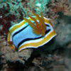 Picture taken during the dive