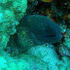Picture taken during the dive