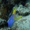 Picture taken during the dive