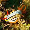 Picture taken during the dive