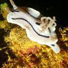 Picture taken during the dive