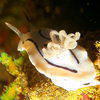 Picture taken during the dive
