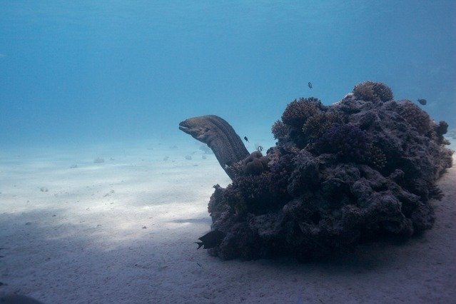 Diving in Egypt, Hurghada - By Arthur Chafonov