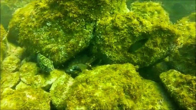 Sea Divers-Centro Turismo Sub - Dive Center in Brazil