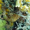 Picture taken during the dive