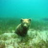 Picture taken during the dive