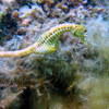 Picture taken during the dive