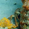 Picture taken during the dive