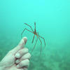 Picture taken during the dive