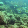 Picture taken during the dive
