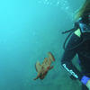 Picture taken during the dive