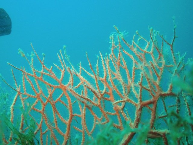 BUCEO PUERTO JAVEA - Dive Center in Espagne