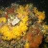 Picture taken during the dive