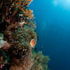 Picture taken during the dive