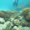 Picture taken during the dive