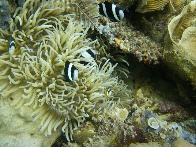 Sea Dive Center - Dive Center in Philippines