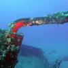 Picture taken during the dive