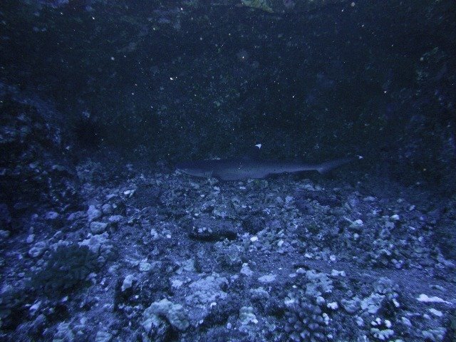 Ed Robinson's Diving Adventures - Dive Center in United States