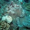Picture taken during the dive