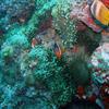 Picture taken during the dive
