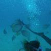 Picture taken during the dive