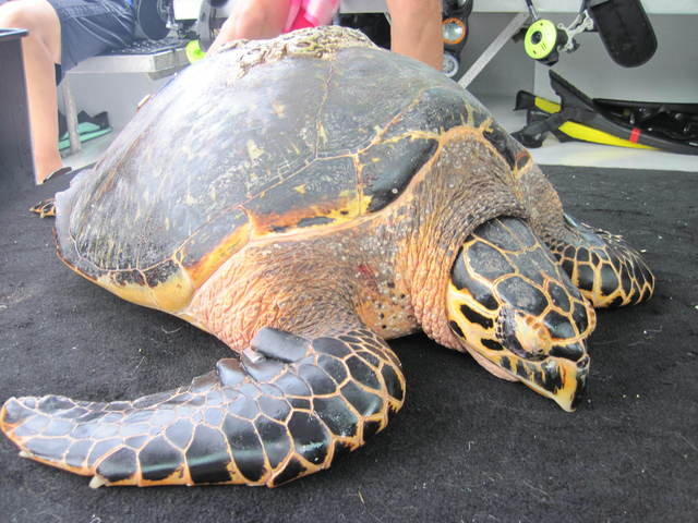Divers Supply - Dive Center in United States