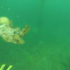 Picture taken during the dive
