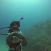 Picture taken during the dive