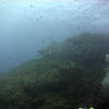 Picture taken during the dive
