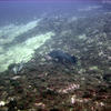Picture taken during the dive