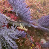 Picture taken during the dive