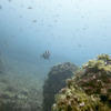 Picture taken during the dive