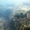Picture taken during the dive