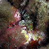 Picture taken during the dive
