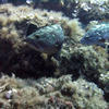 Picture taken during the dive