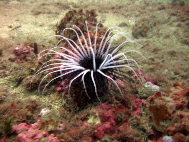 Diving in Fréjus, France - By Nicolas