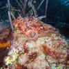 Picture taken during the dive