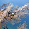 Picture taken during the dive