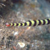 Picture taken during the dive