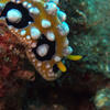 Picture taken during the dive