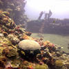 Picture taken during the dive