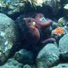 Picture taken during the dive